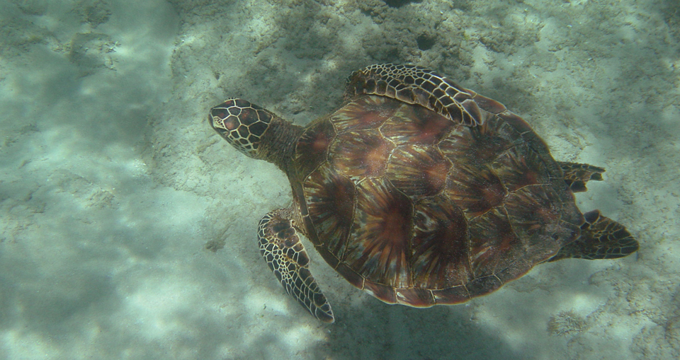 Hawaiian Diving